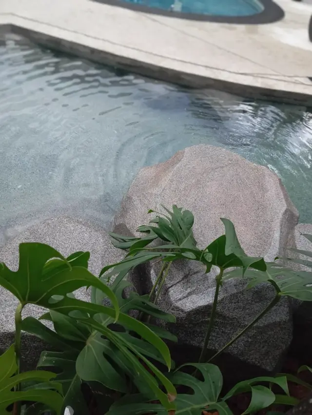 Pedras e plantas na borda da piscina natural